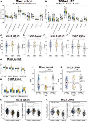 Positive regulators of T cell proliferation as biomarkers for predicting prognosis and characterizing the immune landscape in lung adenocarcinoma